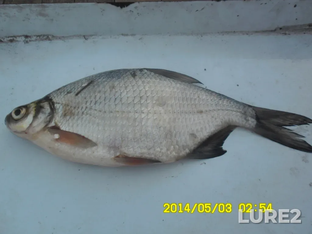 White bream — Klyazma, May 03, 2014, 2:54 AM