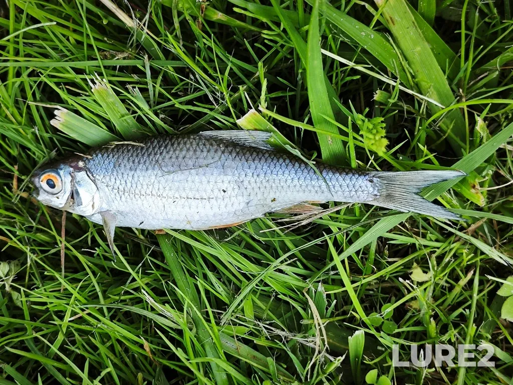 Roach — Bittsa, Jul 10, 3:35 PM