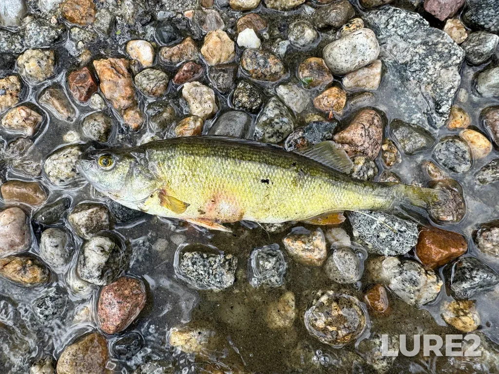 Yellow perch — Kokanee Creek, Jul 10, 2:28 PM