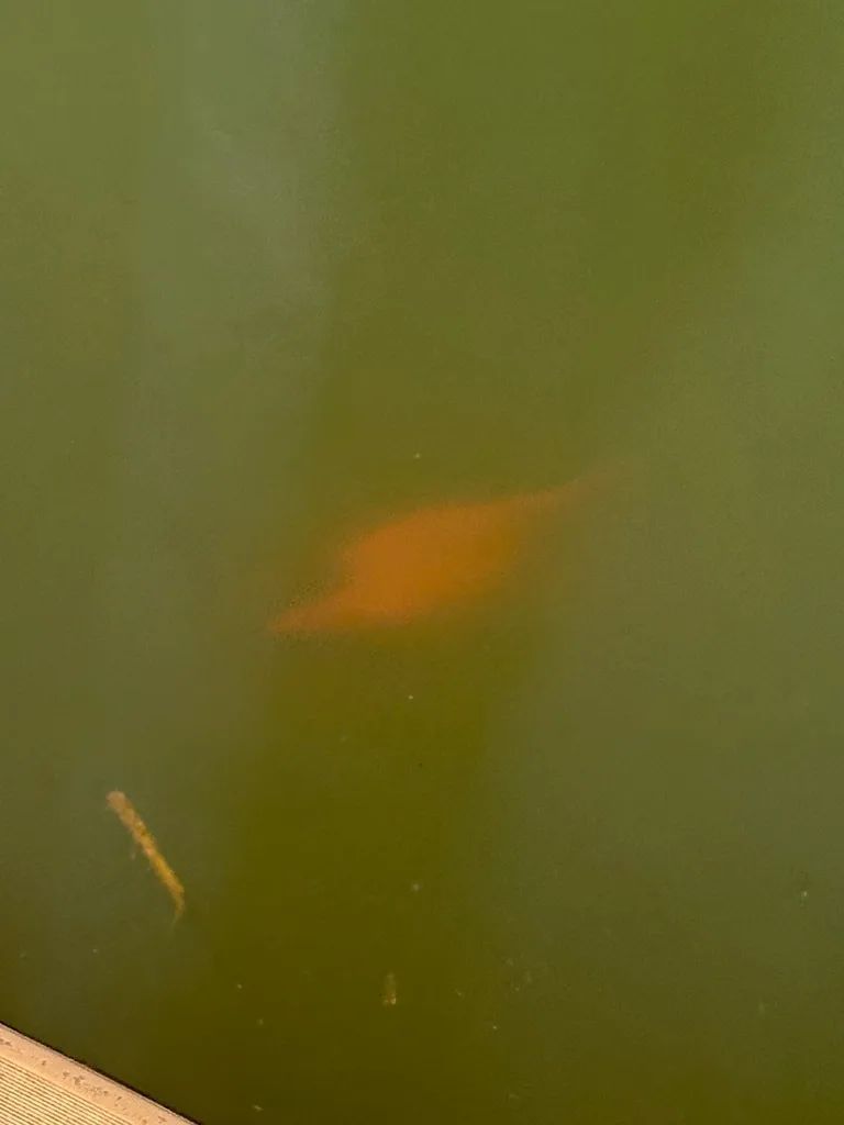 Crucian carp — Detroit River, Jul 10, 2026