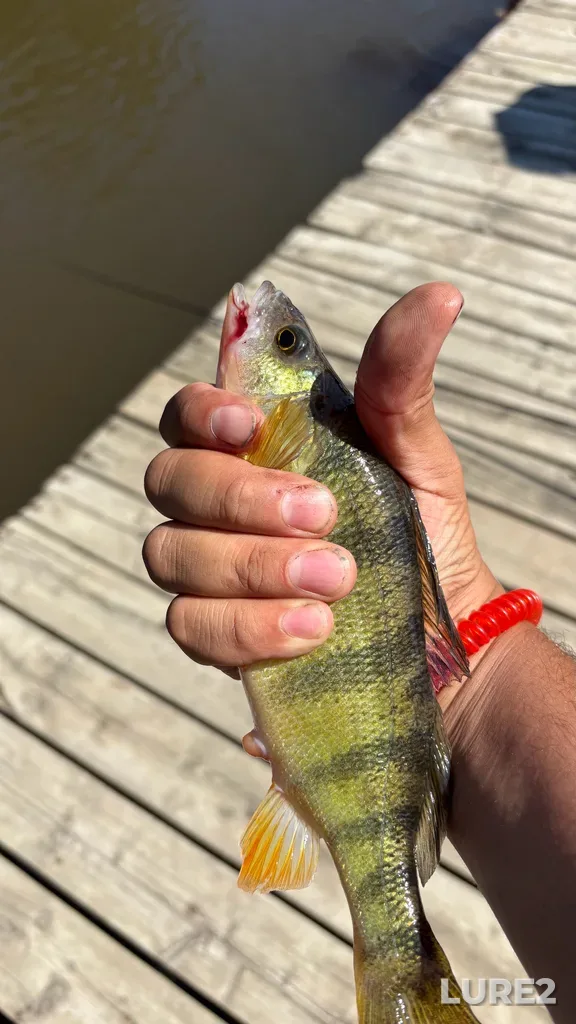 Yellow perch — Rivière des Mille Îles, Jul 11, 10:23 AM