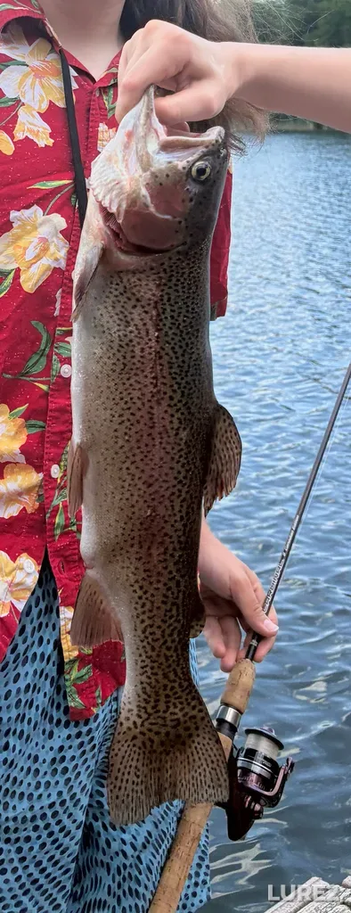 Rainbow trout — Franklin Pond, Jul 11, 1:38 PM