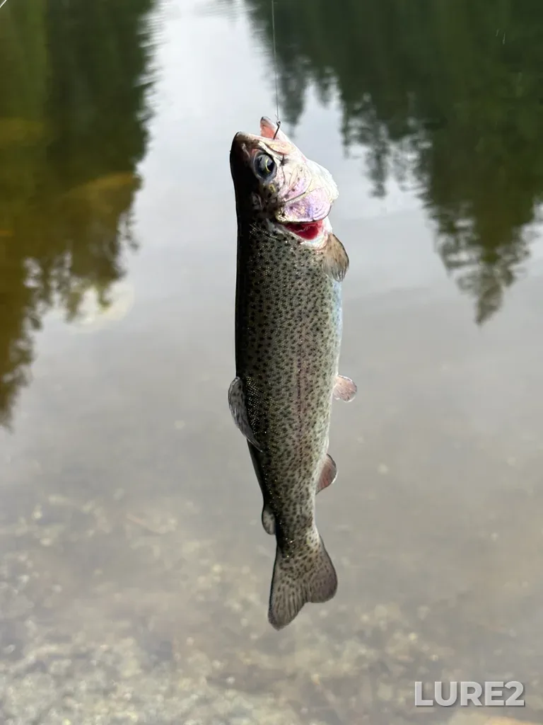 Rainbow trout — Rice Lake, Jul 11, 8:21 AM