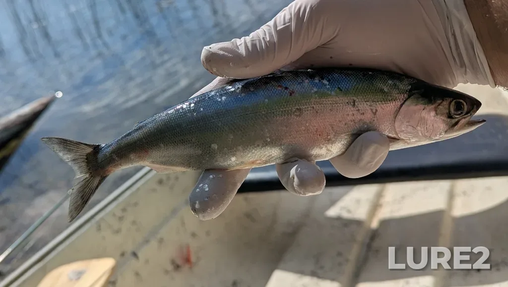 Sockeye salmon — Niskonlith Lake, Jul 07, 9:30 AM