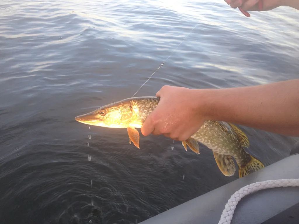 Pike — First Mustus Lake, Aug 4, 2016