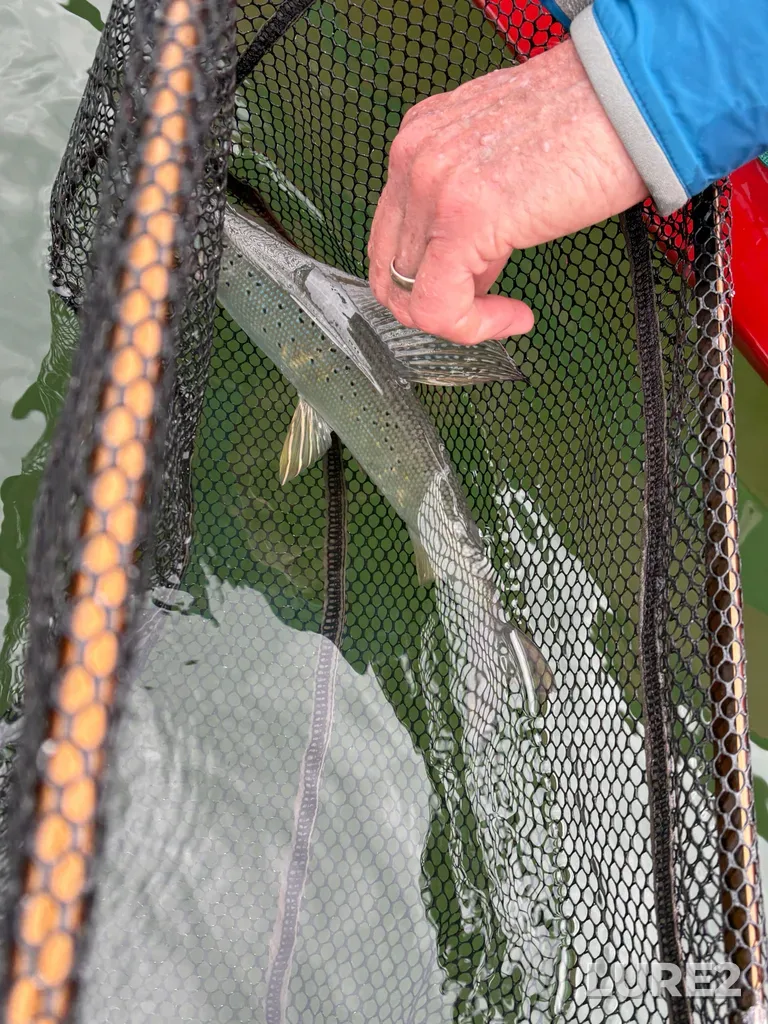 Grayling — South Nahanni River, Jul 07, 8:01 PM