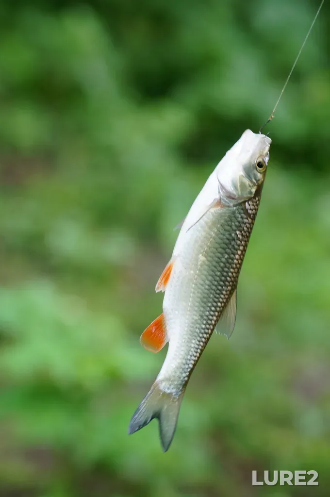 Chub — Volkhonka, Jul 13, 2:54 PM