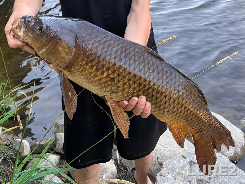 Carp — Speed River, Jul 12, 3:31 PM