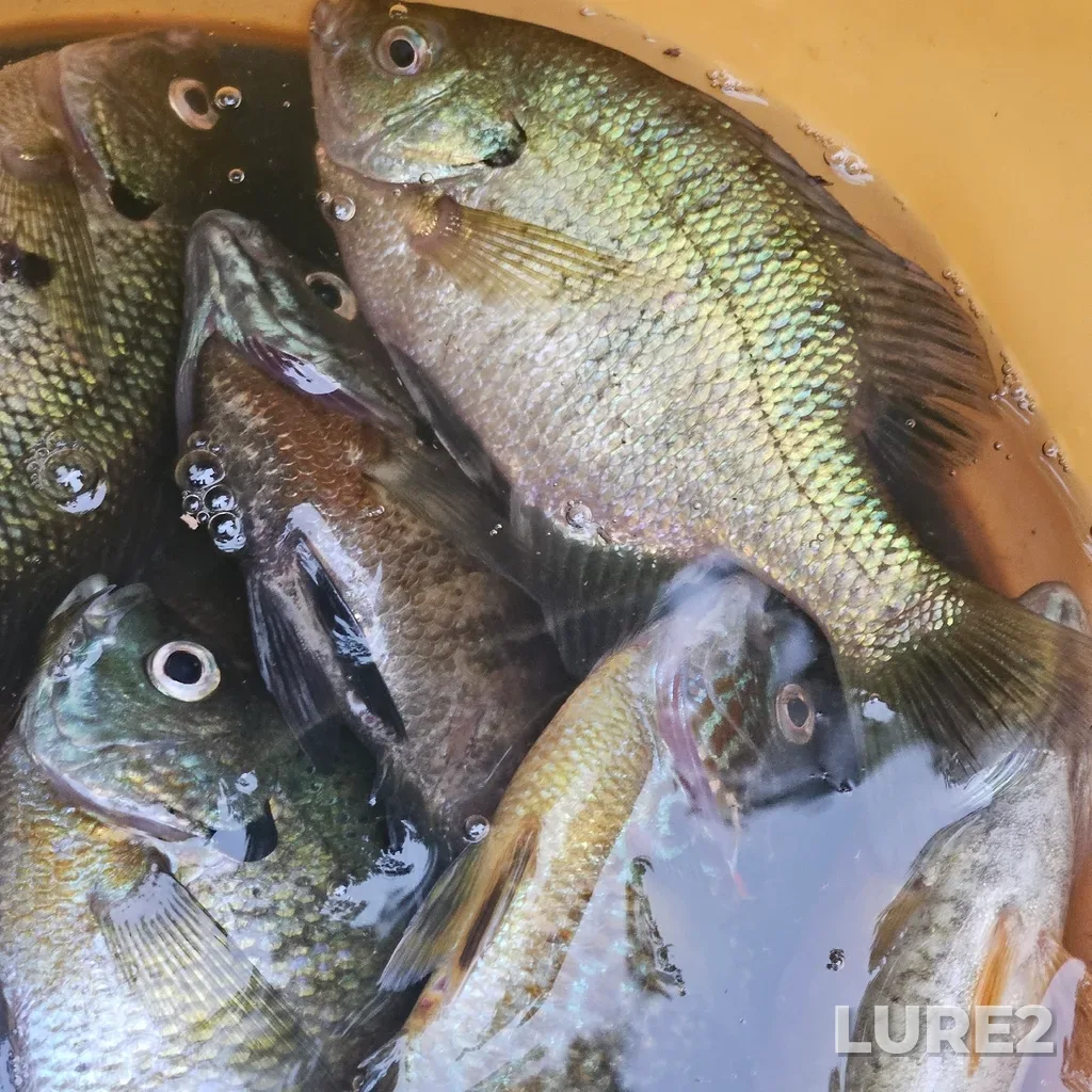 Bluegill — Sturgeon Lake, Jul 15, 7:44 PM
