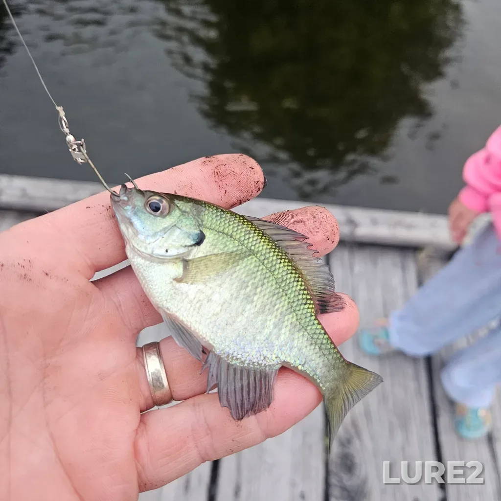 Bluegill — Rosedale River, Jul 17, 7:53 PM