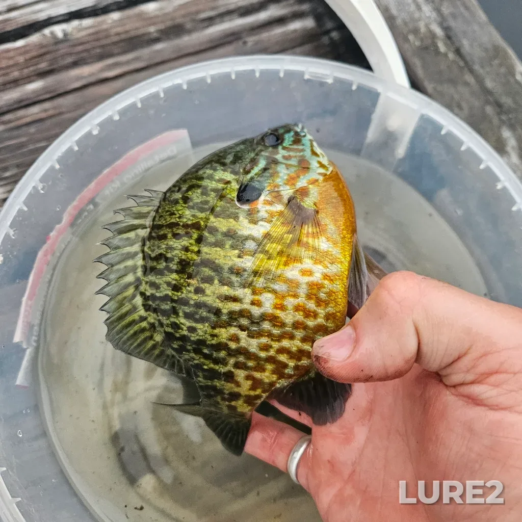 Bluegill — Rosedale River, Jul 17, 8:17 PM