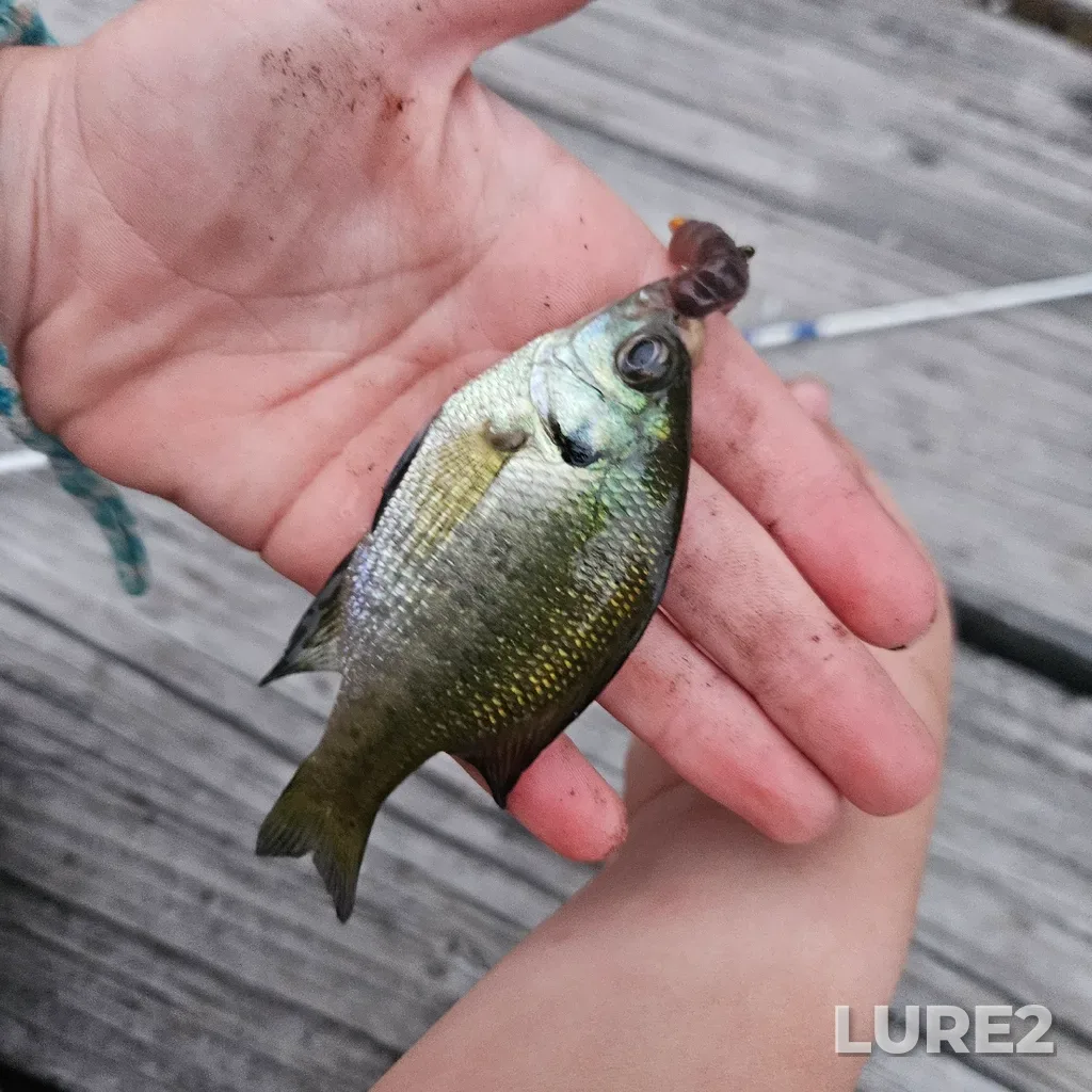 Bluegill — Rosedale River, Jul 17, 8:48 PM