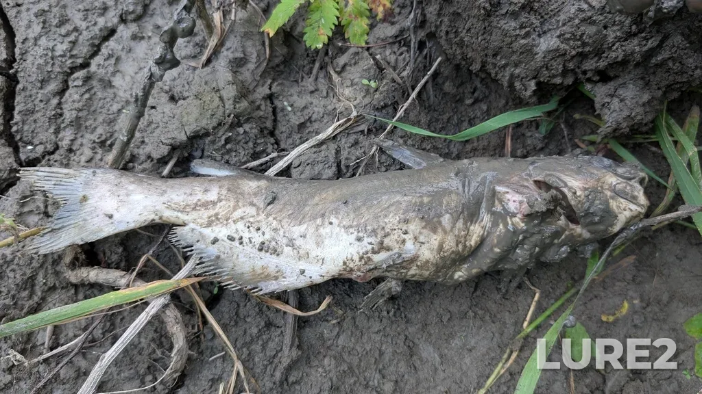 Channel catfish — Red River, Jul 17, 3:38 PM