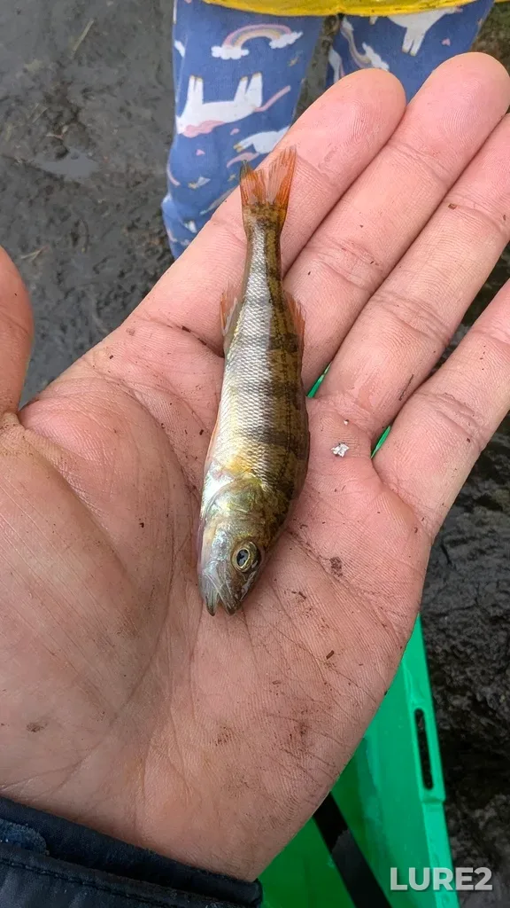 Yellow perch — Fishog Lake, Jul 18, 11:03 AM