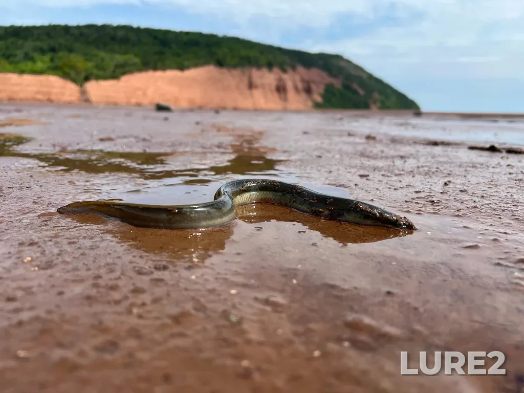 European eel — Minas Basin, Jul 18, 11:50 AM