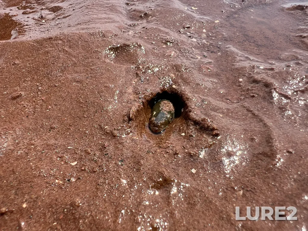 European eel — Minas Basin, Jul 18, 11:42 AM