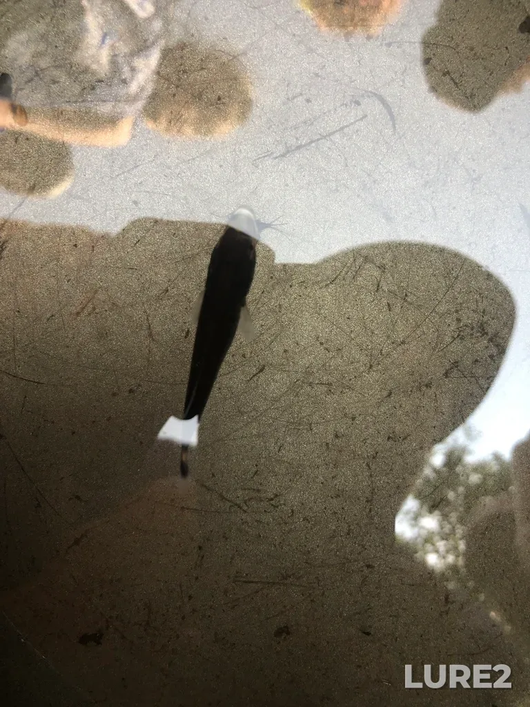 Smallmouth bass — Eramosa River, Jul 20, 2:36 PM