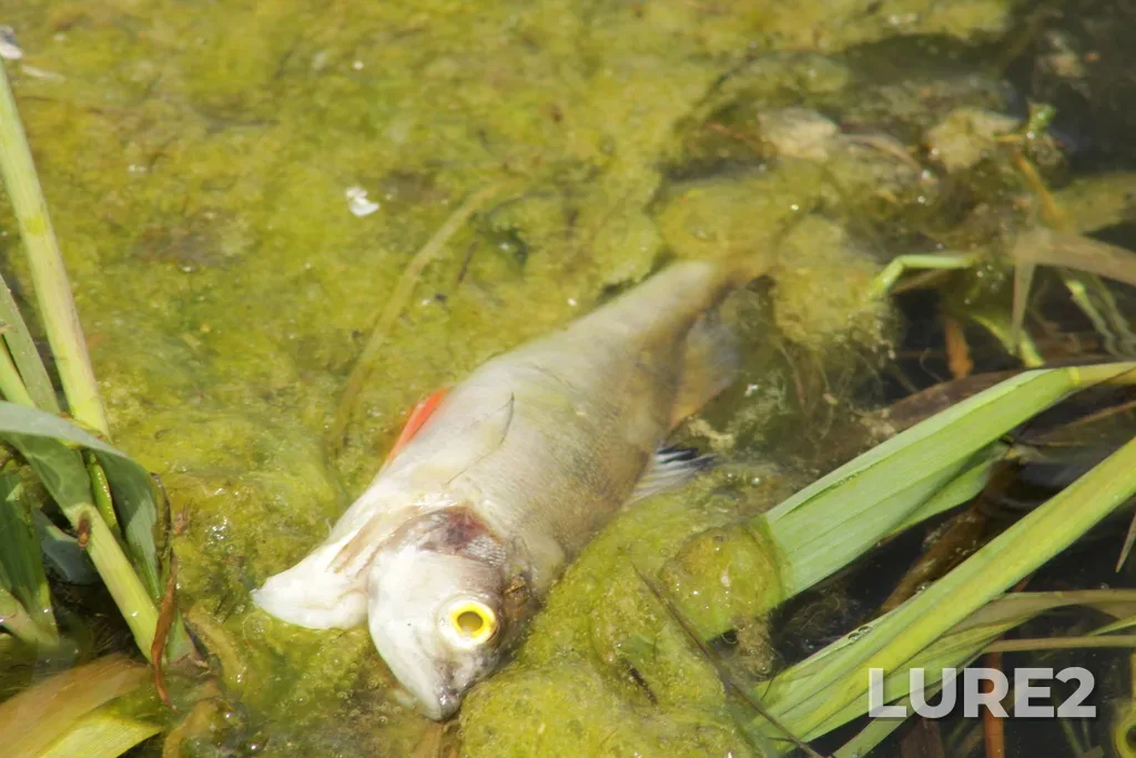 Perch — Avras, Jul 21, 12:41 PM