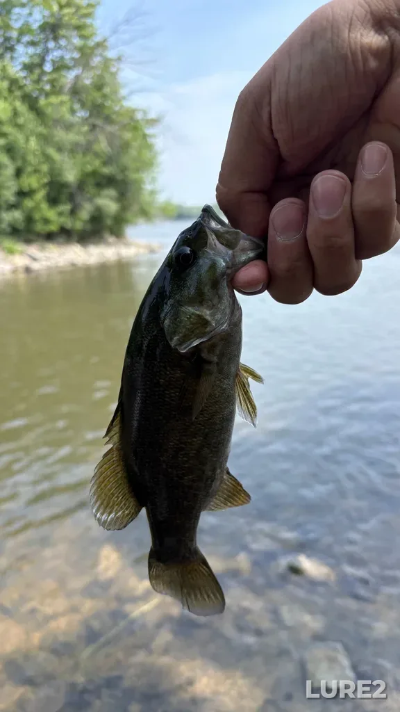 Smallmouth bass — Rivière des Mille Îles, Jul 21, 11:01 AM