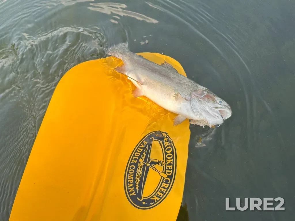 Rainbow trout — Star Lake, Jul 21, 6:33 PM