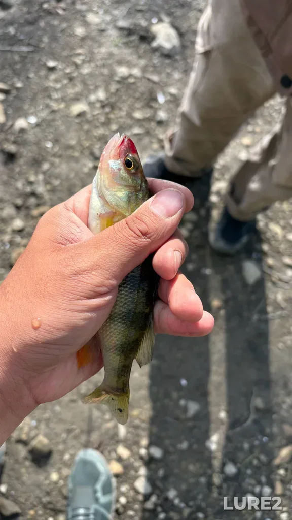 Yellow perch — Rivière des Mille Îles, Jul 22, 5:57 PM