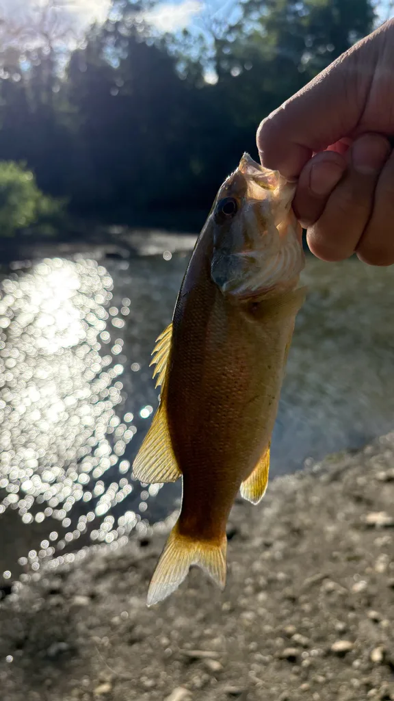 Smallmouth bass — Rivière des Mille Îles, Jul 22, 2026