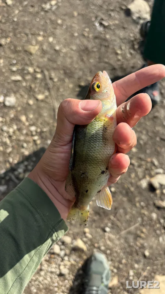 Yellow perch — Rivière des Mille Îles, Jul 22, 6:33 PM