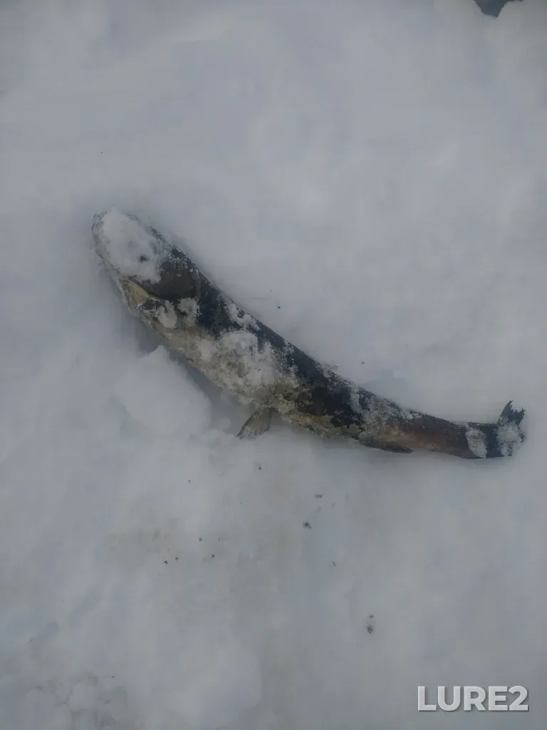 Rainbow trout — Lake Helen Mackenzie, Feb 08, 2020, 11:10 AM