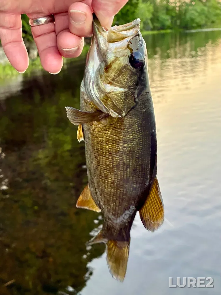 Smallmouth bass — Fancy Lake, Jul 23, 8:34 PM
