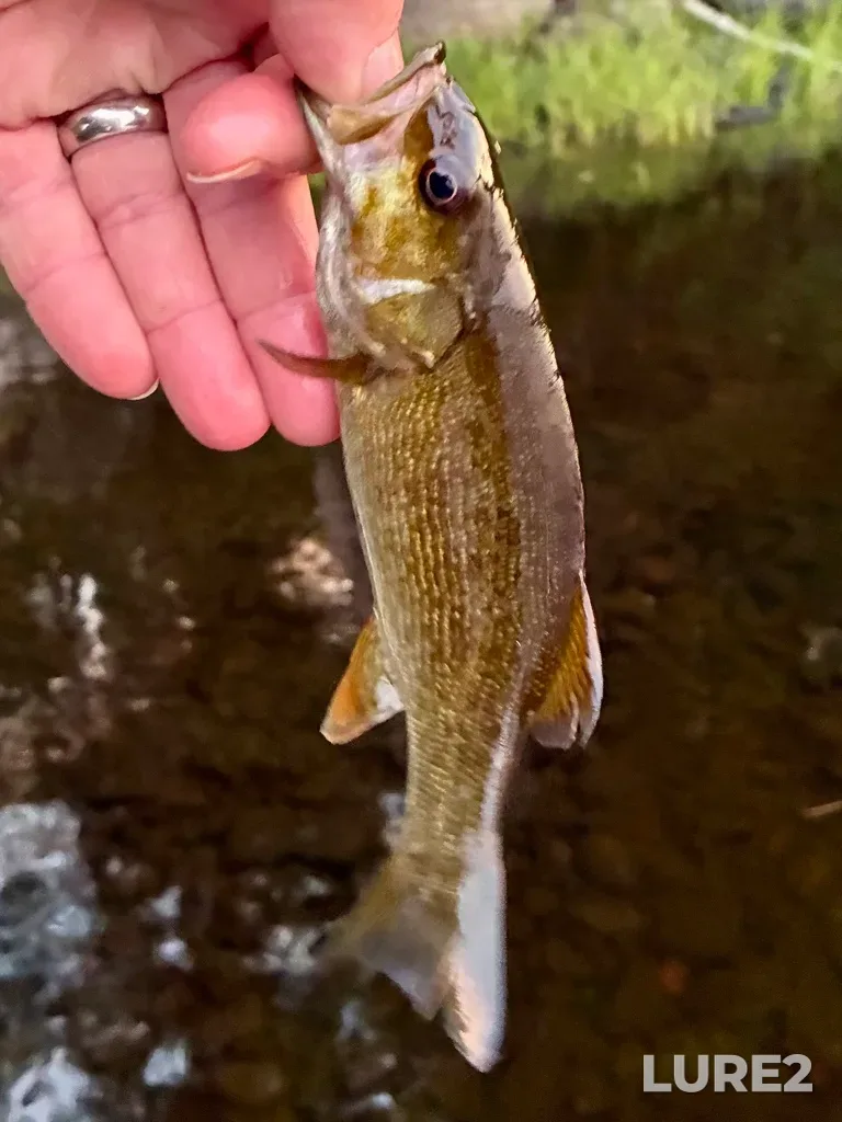 Smallmouth bass — Fancy Lake, Jul 23, 8:57 PM