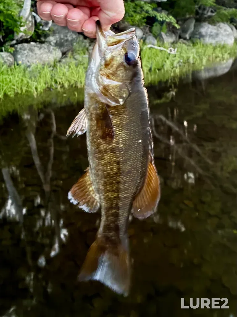 Smallmouth bass — Fancy Lake, Jul 23, 9:13 PM