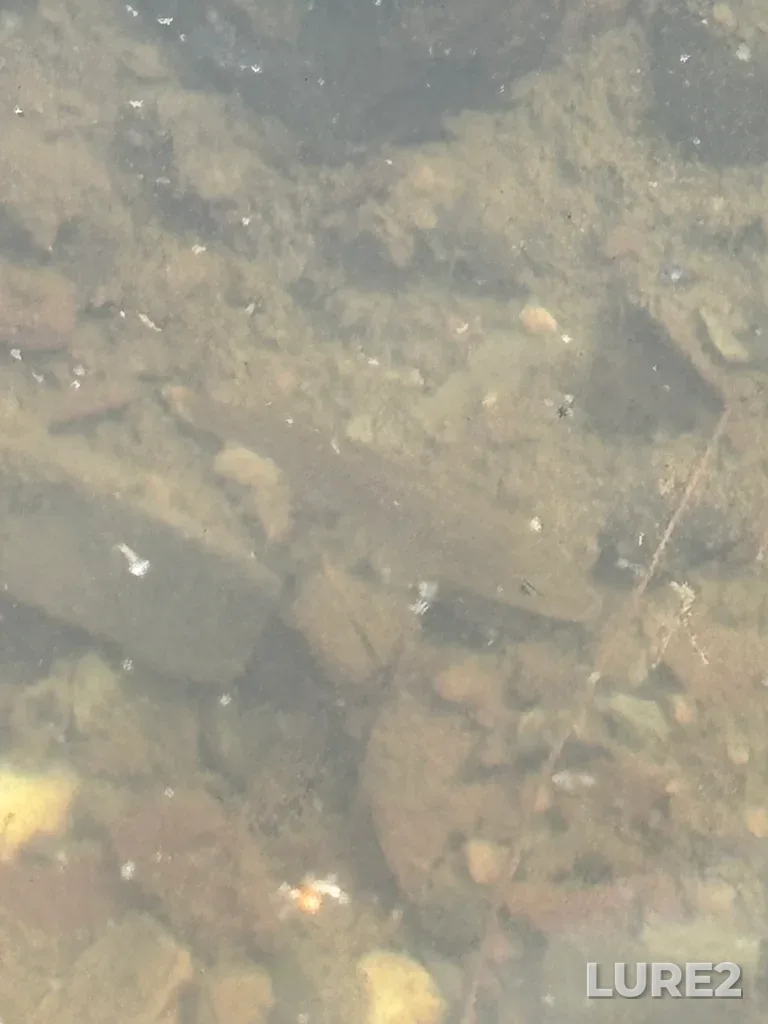 Smallmouth bass — Rivière Chaudière, Jul 24, 3:18 PM