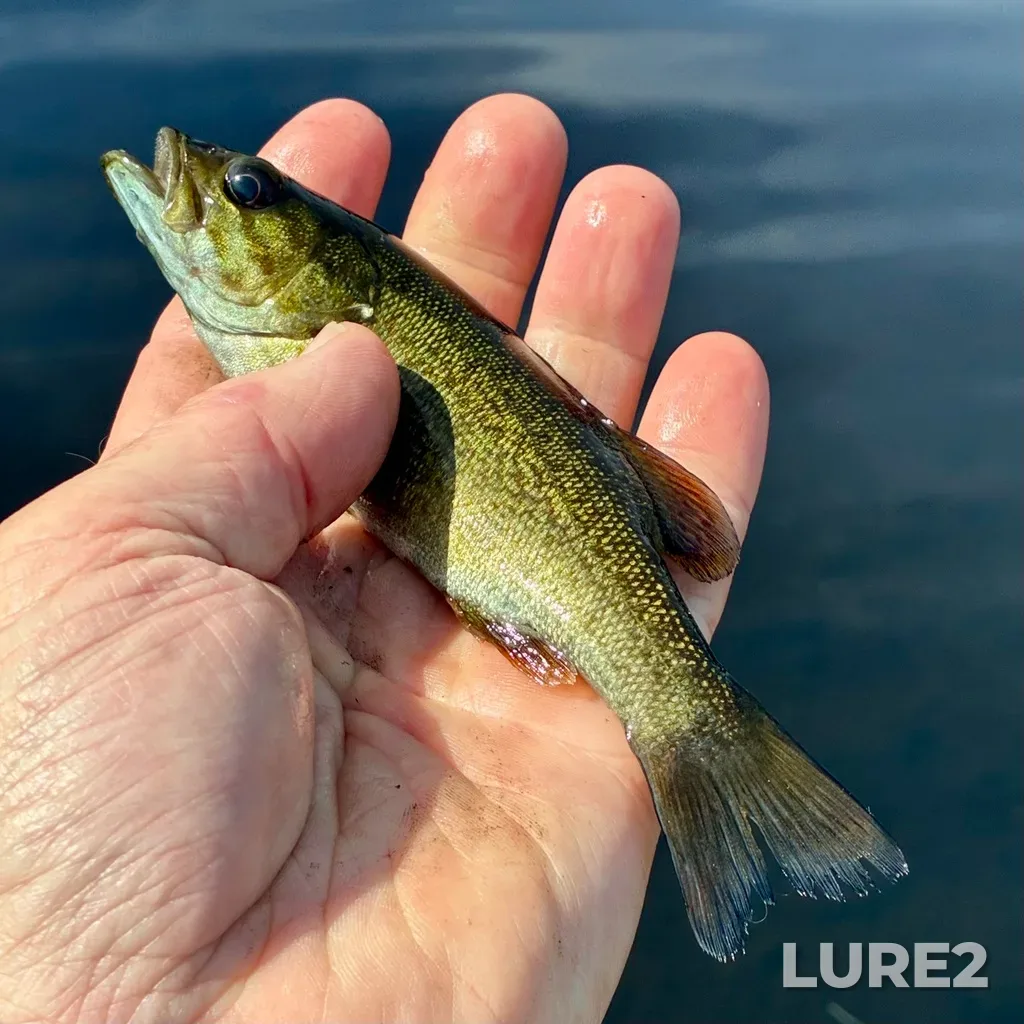 Smallmouth bass — Fancy Lake, Jul 24, 10:20 AM