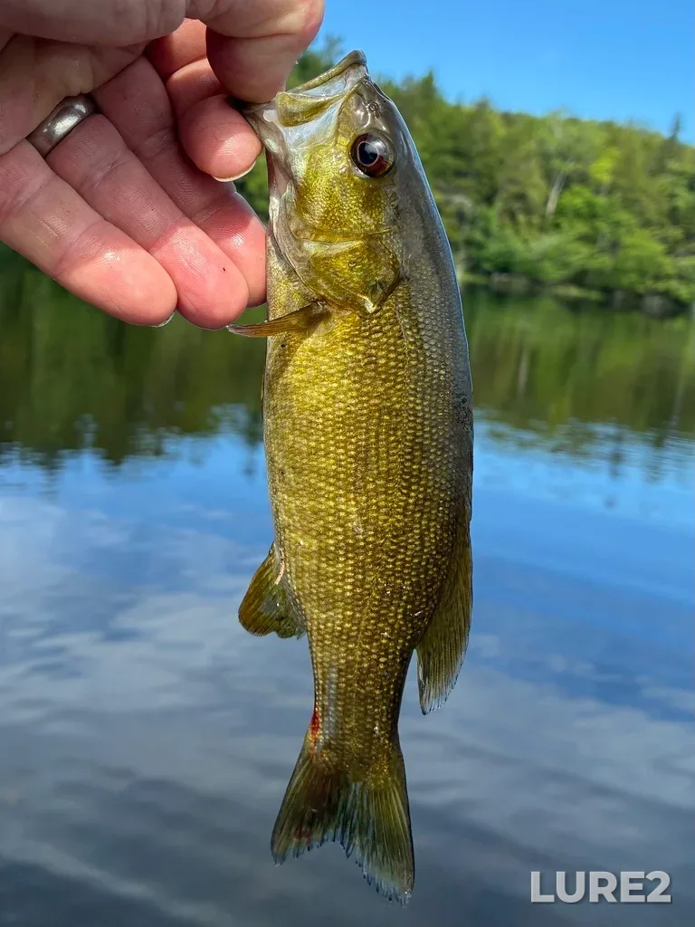 Smallmouth bass — Fancy Lake, Jul 24, 10:38 AM