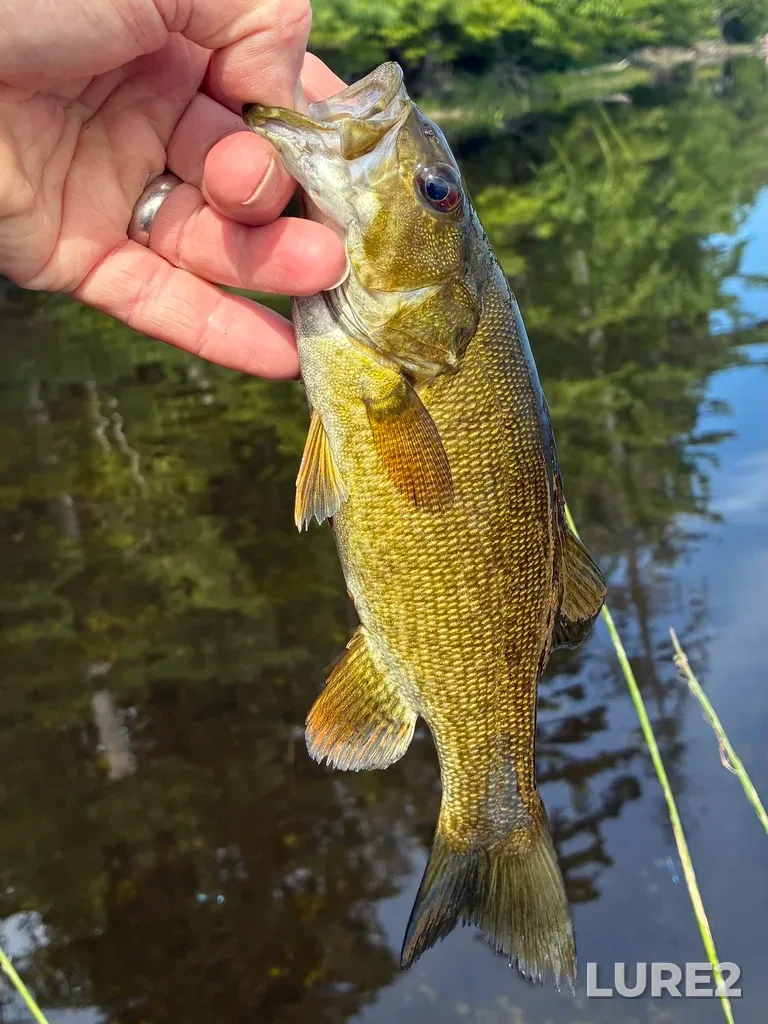 Smallmouth bass — Fancy Lake, Jul 24, 2026