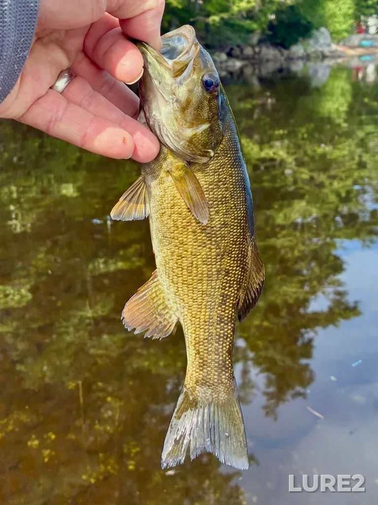 Smallmouth bass — Fancy Lake, Jul 24, 2026
