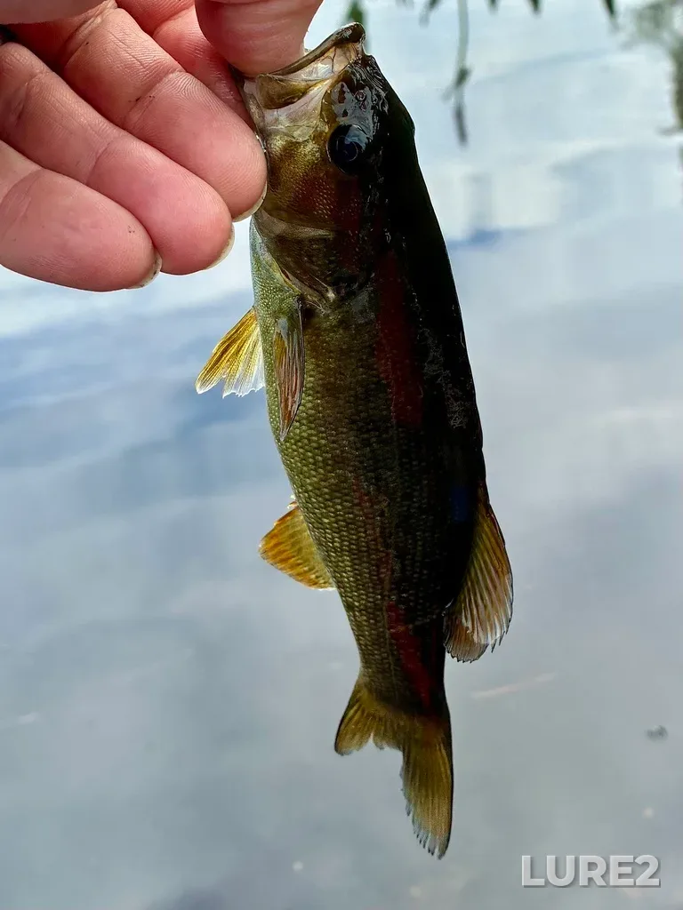 Smallmouth bass — Fancy Lake, Jul 24, 2026