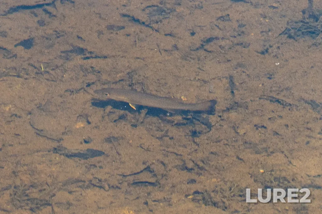 Smallmouth bass — Lac Colette, Jul 23, 3:25 PM