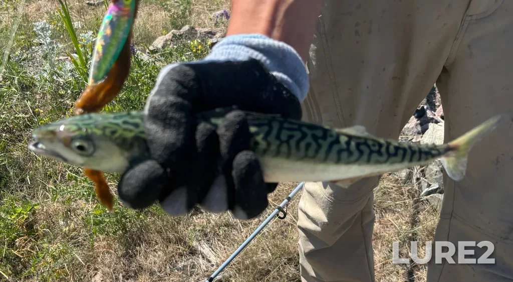 Atlantic mackerel — Strait of Canso, Jul 25, 10:59 AM