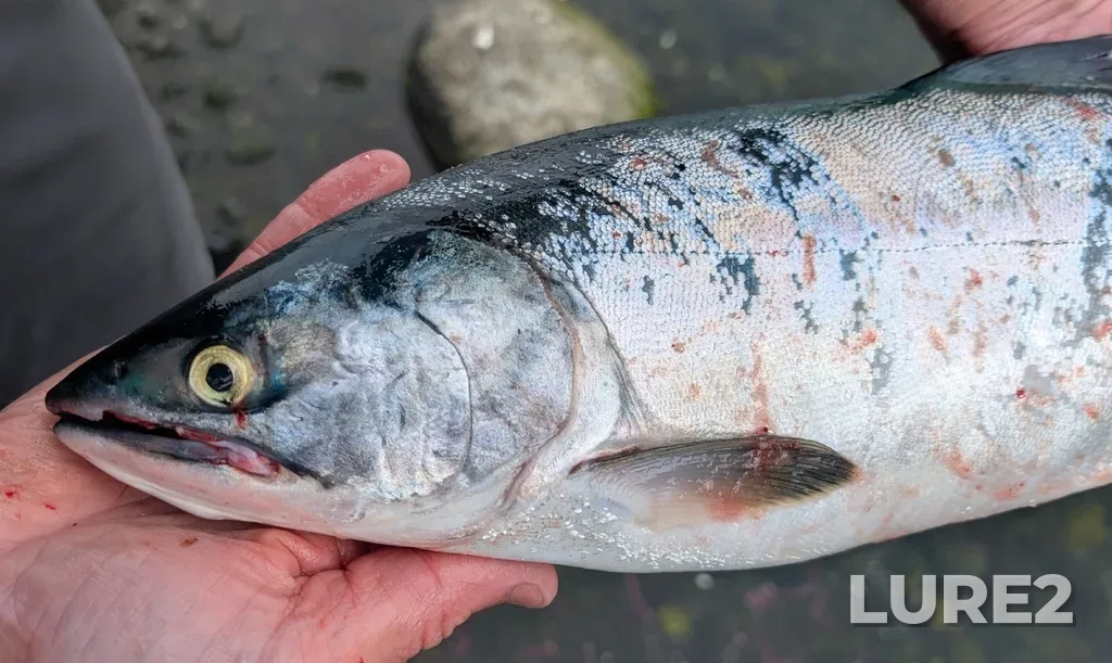 Pink salmon — Johnstone Strait, Jul 25, 1:56 PM