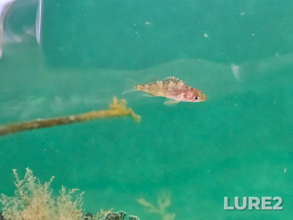 Rockfish — Quathiaski Cove, Jul 08, 1:55 PM