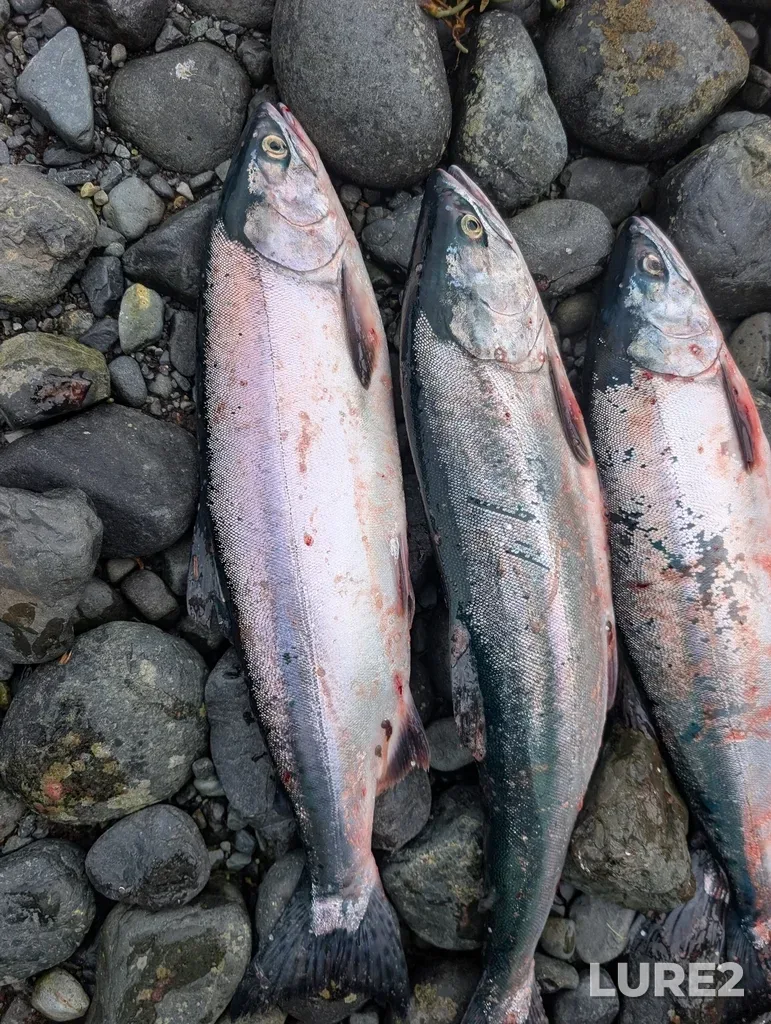 Pink salmon — Johnstone Strait, Jul 26, 2:15 PM