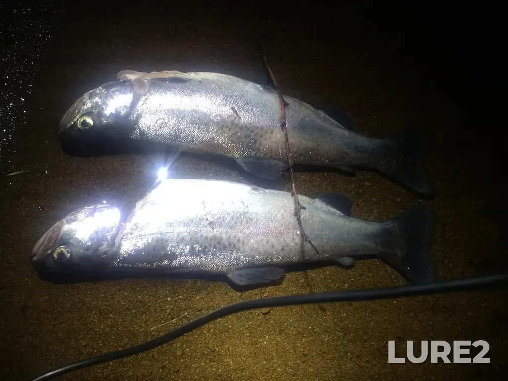Rainbow trout — Maple Lake, Feb 12, 2020, 8:04 PM