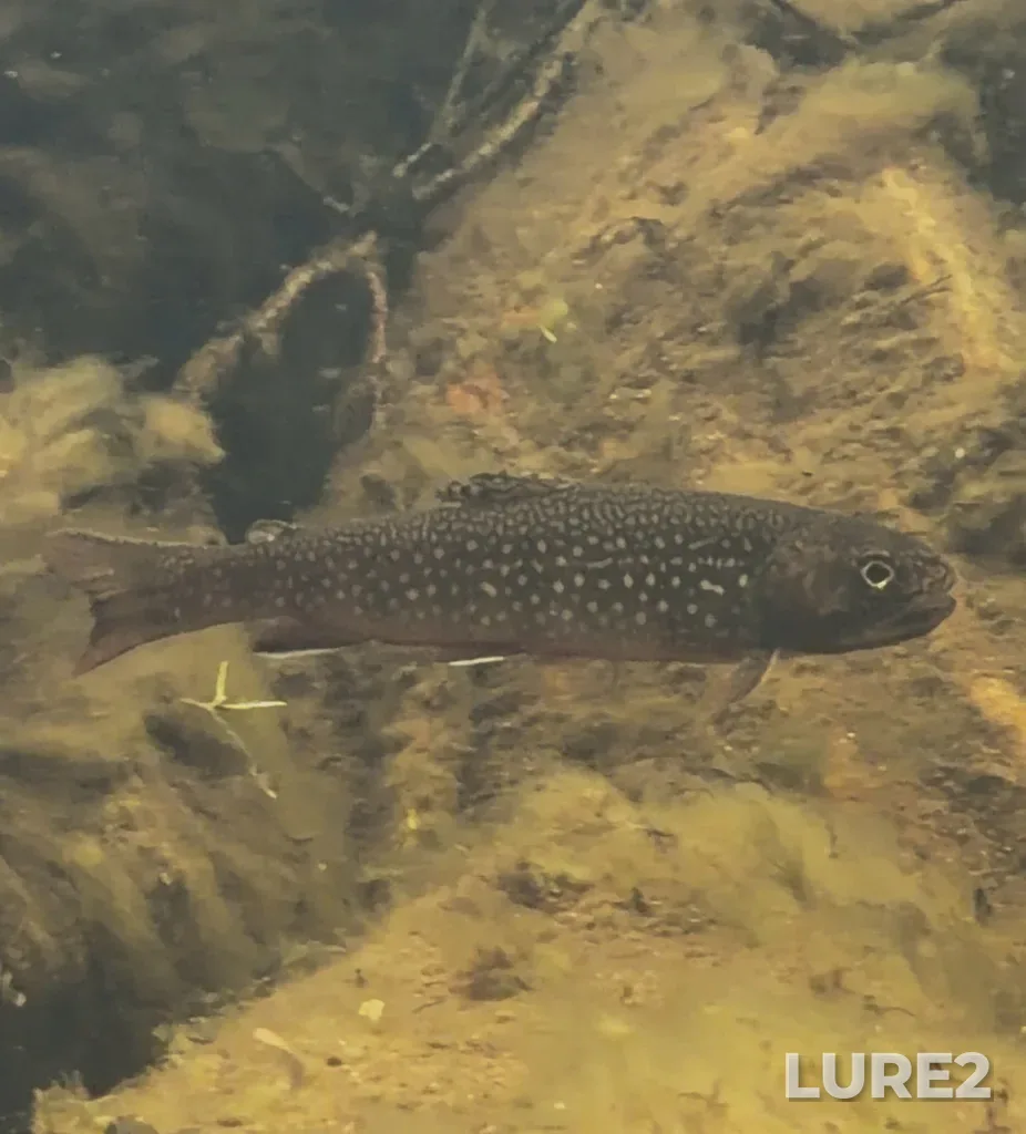 Brook trout — Rivière à la Baleine, Jul 28, 8:22 PM