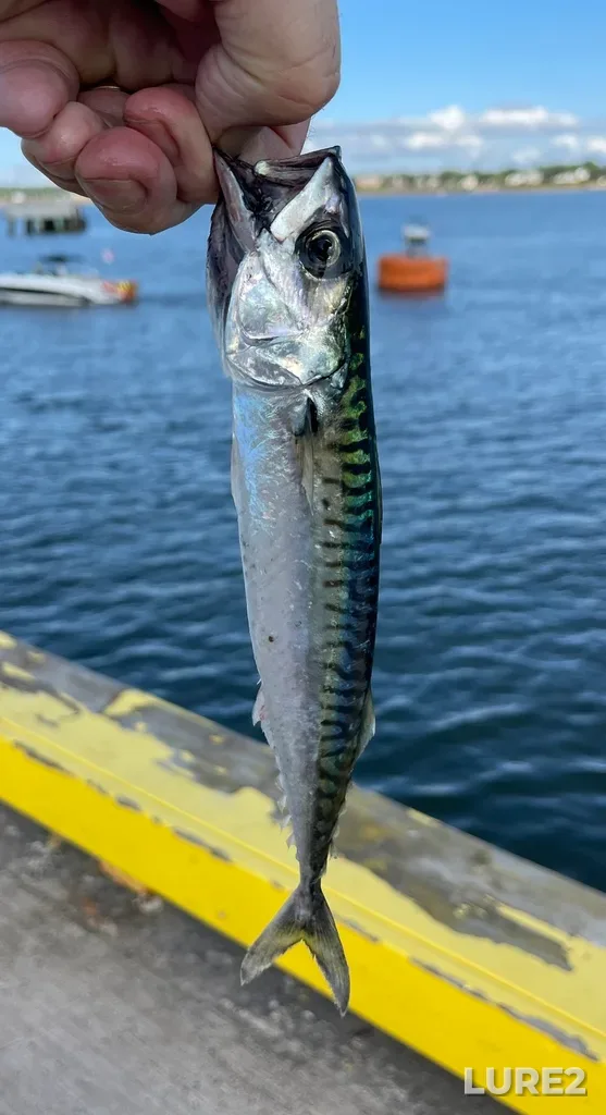 Atlantic mackerel — Charlottetown Harbour, Jul 28, 6:08 PM