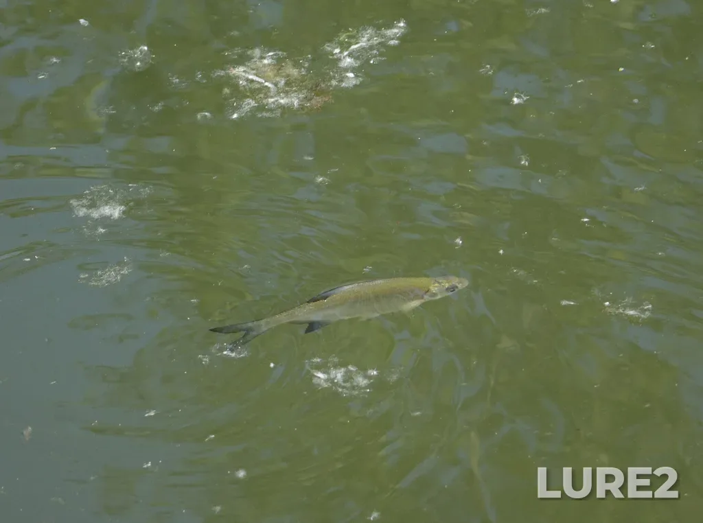 Bream — Russia, Novosibirsk Adacemy Town SW environs, the Zyryanka Rivulet mouth, Jun 17, 7:07 PM