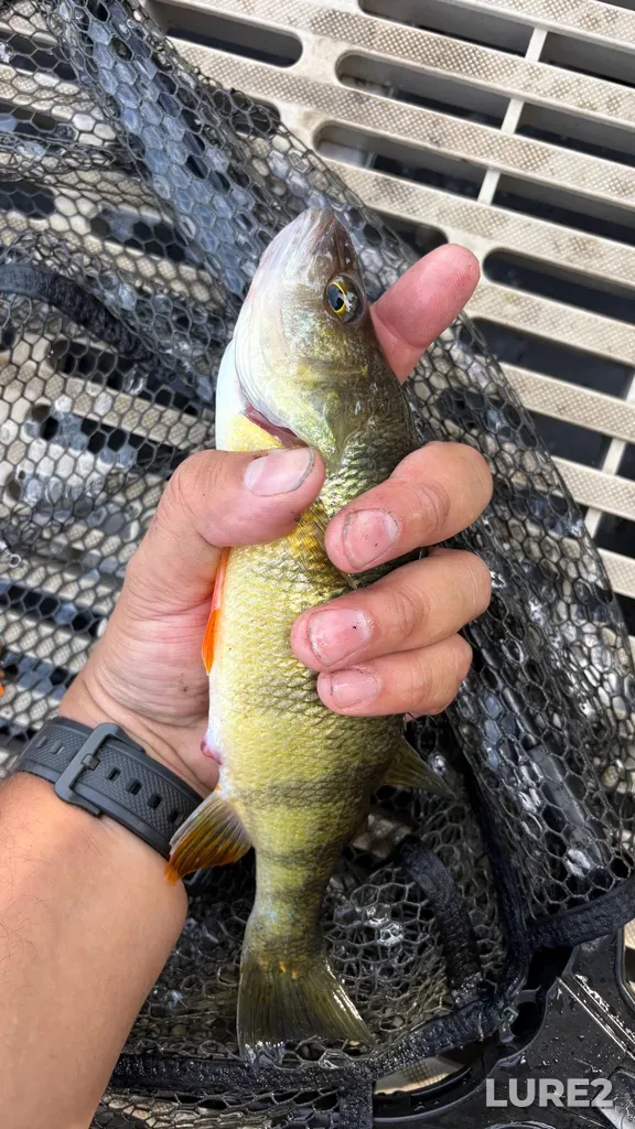 Yellow perch — Rivière des Mille Îles, Aug 01, 10:19 AM