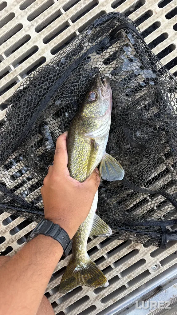Walleye — Rivière des Mille Îles, Aug 01, 10:03 AM