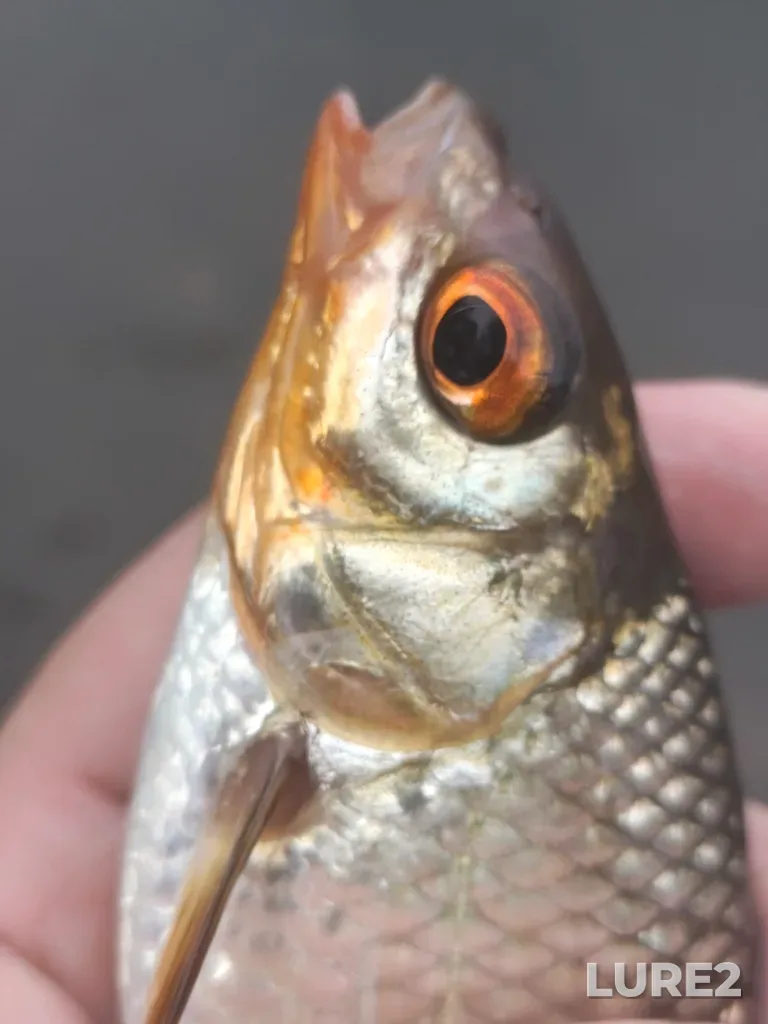 Roach — Serebry, Aug 01, 6:43 PM