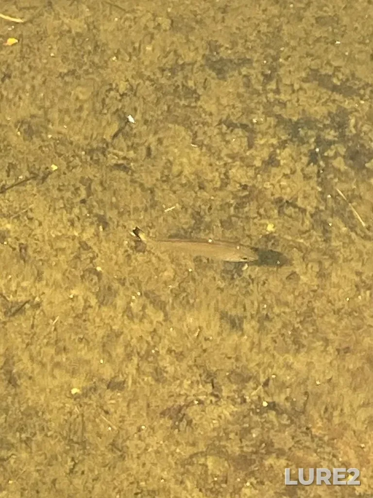 Smallmouth bass — Lake Huron, Jul 30, 2:48 PM